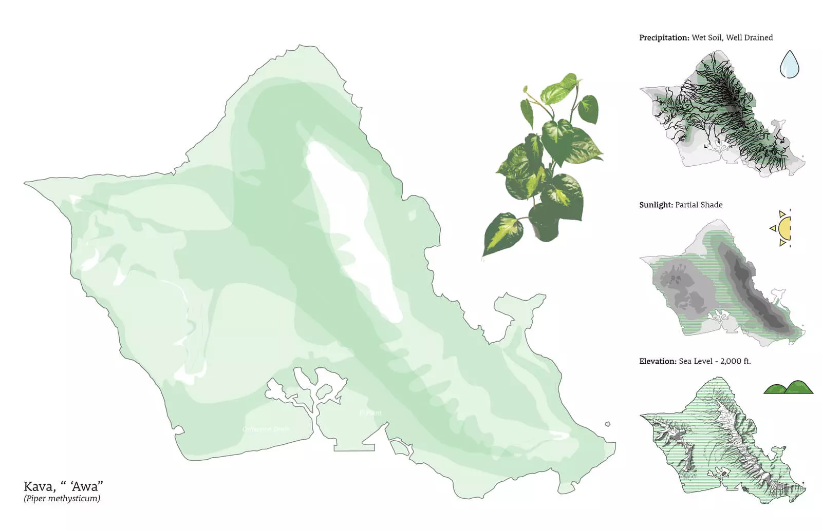 PP web student images_Chopin Gaschen_07 Plants and Their Habitats   Kava