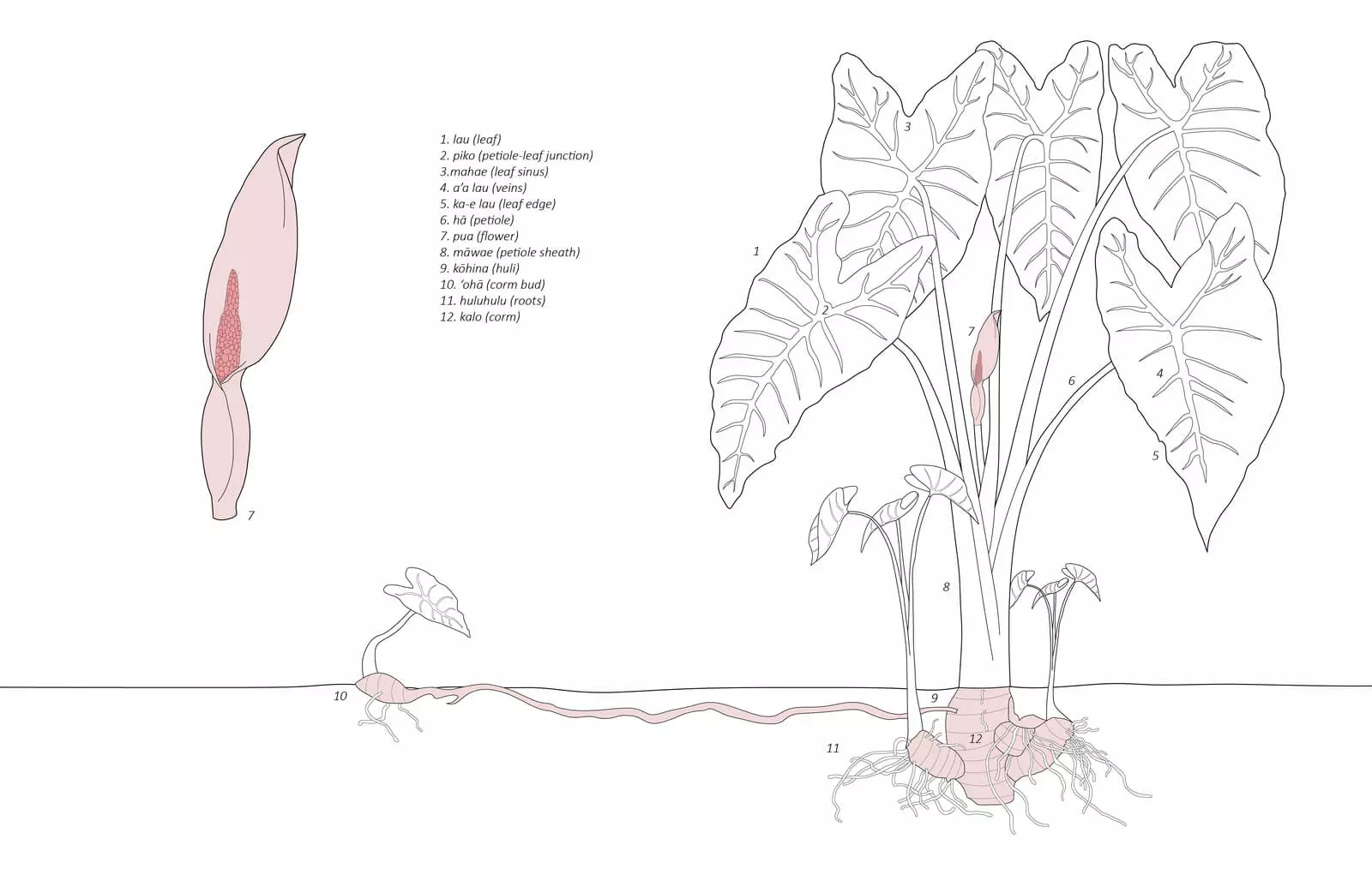 PP web student images_Sneed Perkins_01 Kalo (Colocasia esculenta)